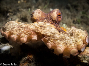 Octopus at BHB by Beate Seiler 